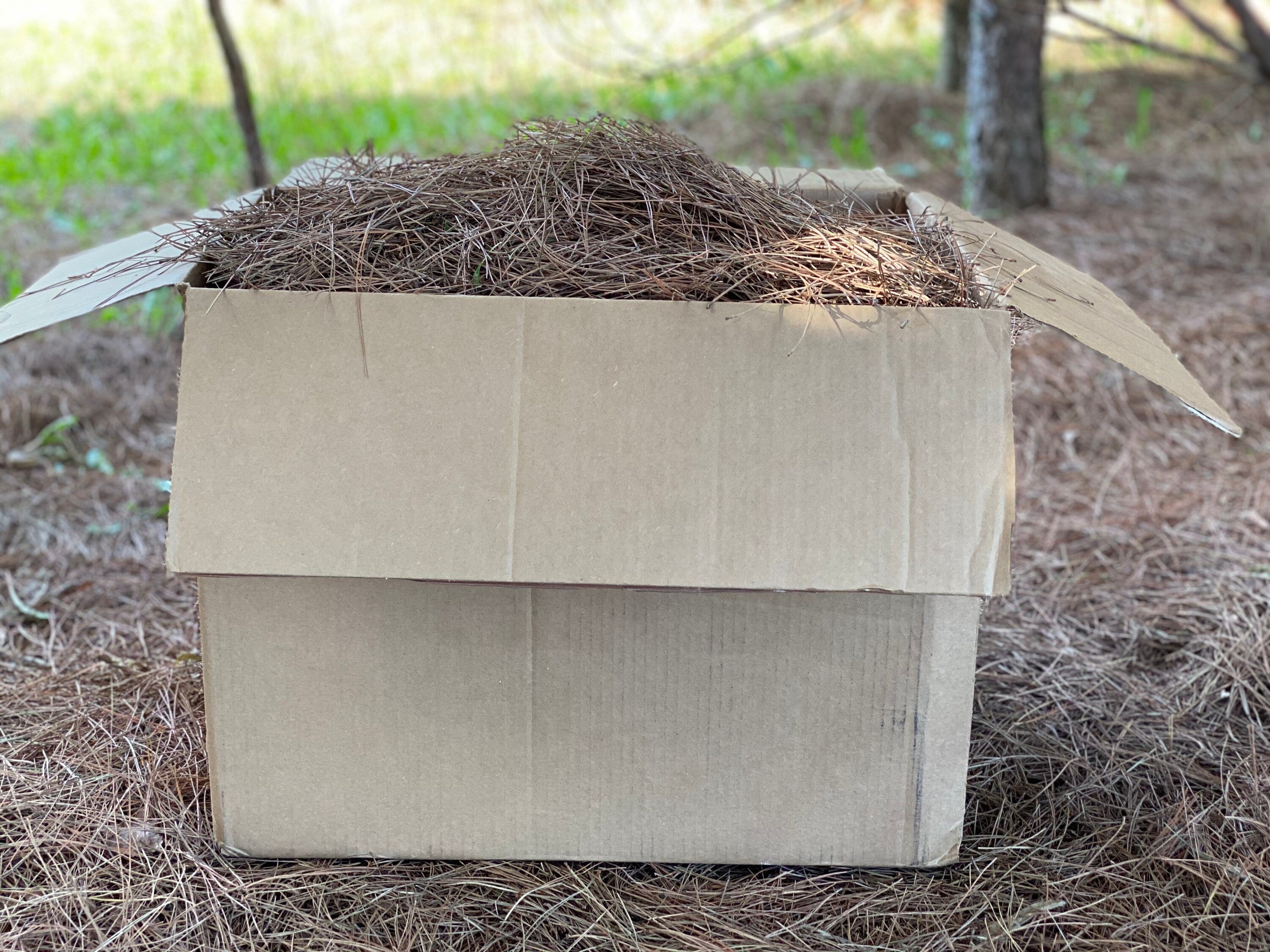 Pine Straw, Red Pine Needles, Dried - 10 Pounds