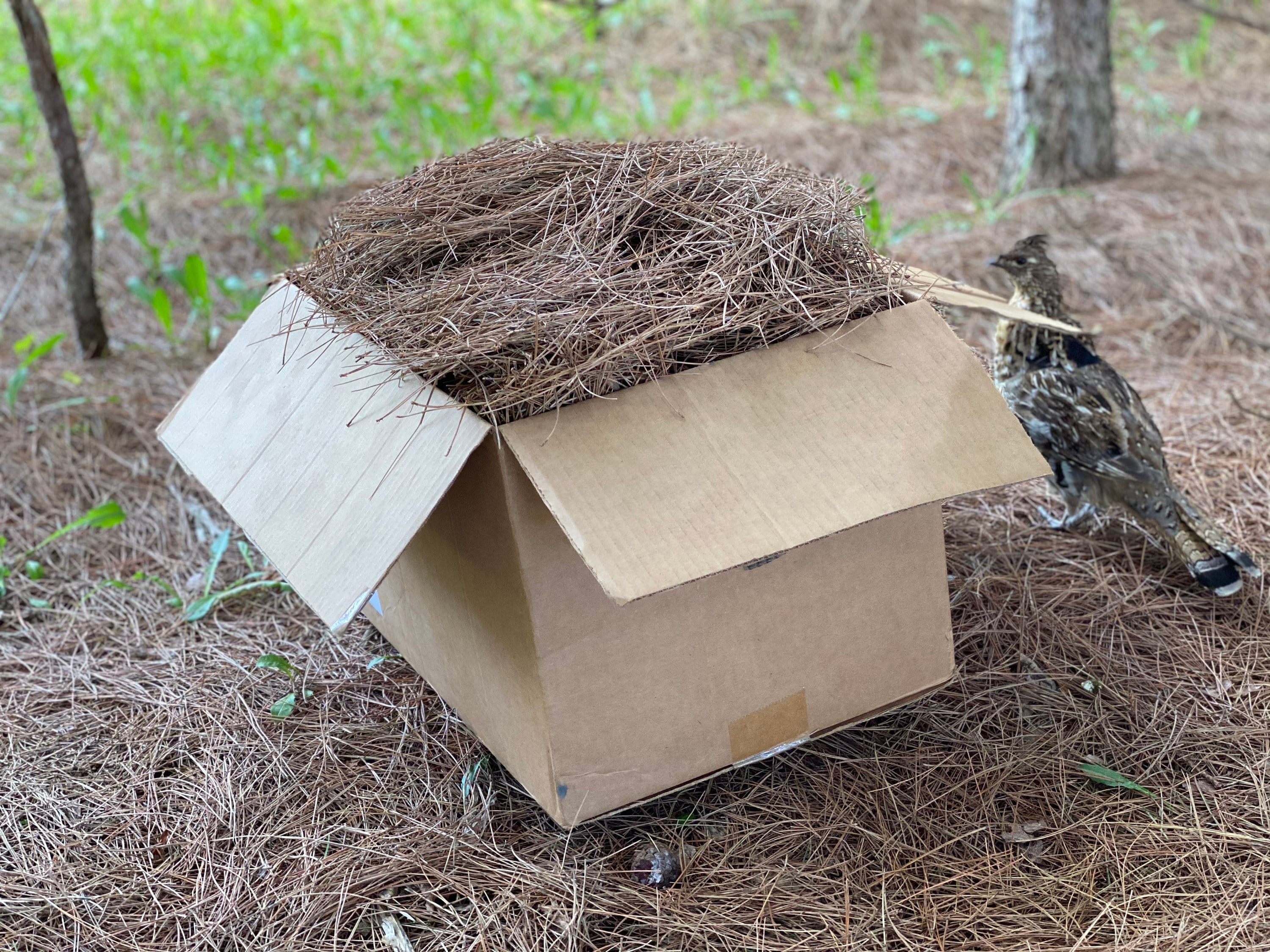 Pine Straw, Red Pine Needles, Dried - 10 Pounds