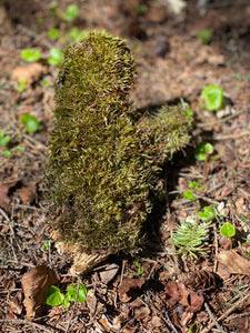 Live Moss on a Log, Mossy Log Approximately 8 Inches Long with a Width of 5 Inches and About 2 Inches High