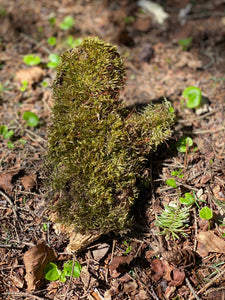 Live Moss on a Log, Mossy Log Approximately 8 Inches Long with a Width of 5 Inches and About 2 Inches High