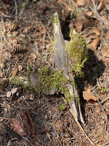 Mossy Log, Approximately 11 Inches x 7 inches x 4 Inches