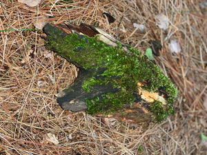 Mossy Log, Live Fresh Moss on a Log, Approximately 10 Inches Long by 5 Inches Wide by 3 Inches Tall