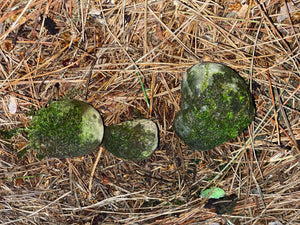 Live Moss Covered Rocks, Approximately 1-2 Inches