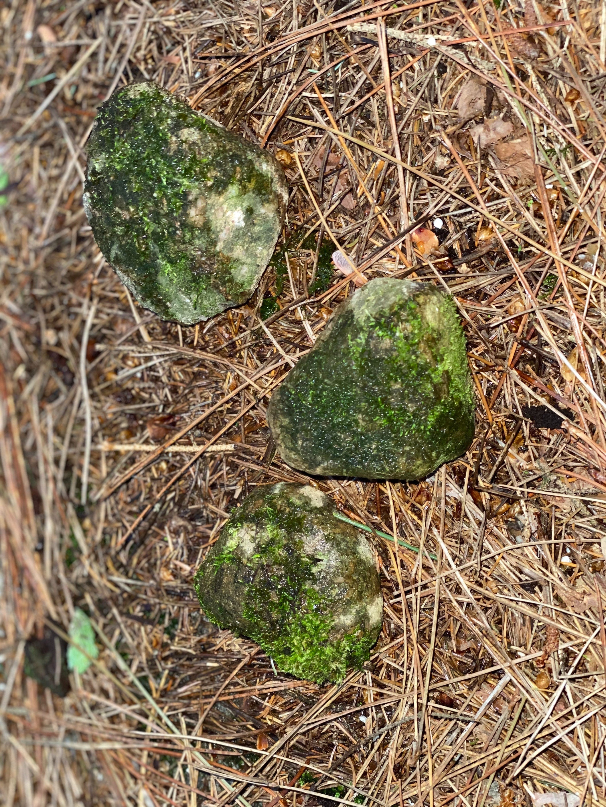 Live Moss Covered Rocks, Approximately 3 Inches in Size