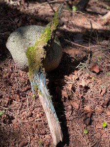 Live Moss on a Blue Colored Log, Mossy Log Approximately 22 Inches Long x 3 Inches Wide x About 2 Inches High