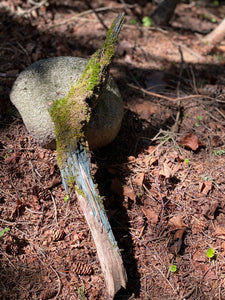 Live Moss on a Blue Colored Log, Mossy Log Approximately 22 Inches Long x 3 Inches Wide x About 2 Inches High