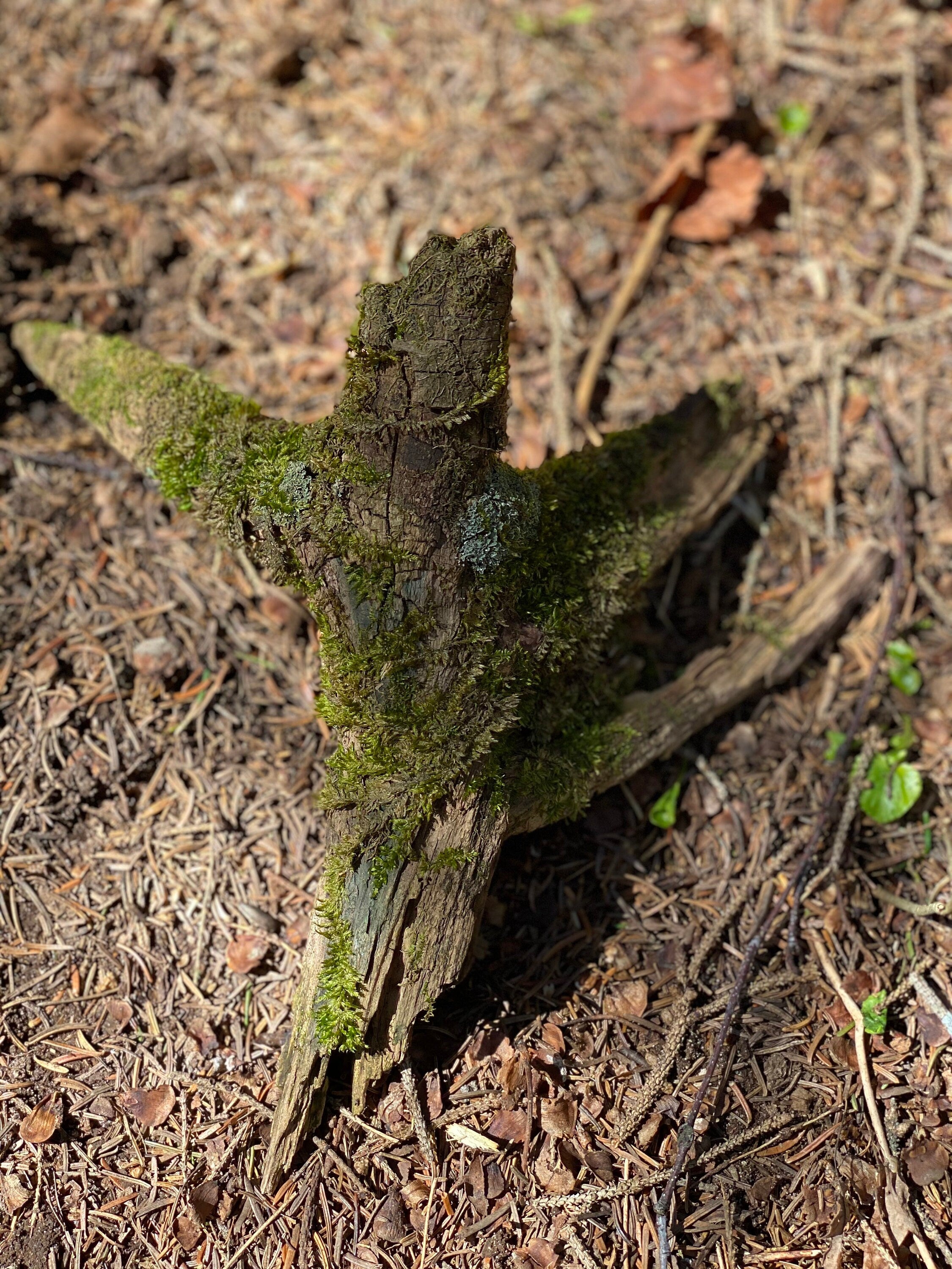 Live Moss Stick, Mossy Stick Approximately 9 Inches Long x 8 Inches Wide x About 3 Inches High