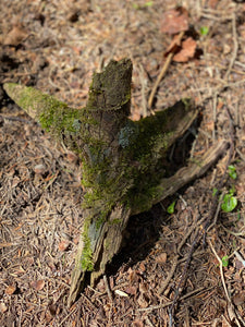 Live Moss Stick, Mossy Stick Approximately 9 Inches Long x 8 Inches Wide x About 3 Inches High