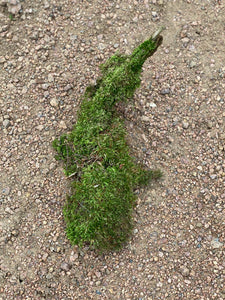 Mossy Log, Live Moss Covered Log, Approximately 10 Inches Long by 3 Inches Wide and 4 Inches Tall