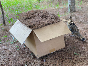 Pine Straw, Red Pine Needles, Dried - 10 Pounds