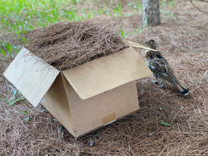 Pine Straw, Red Pine Needles, Dried - 10 Pounds