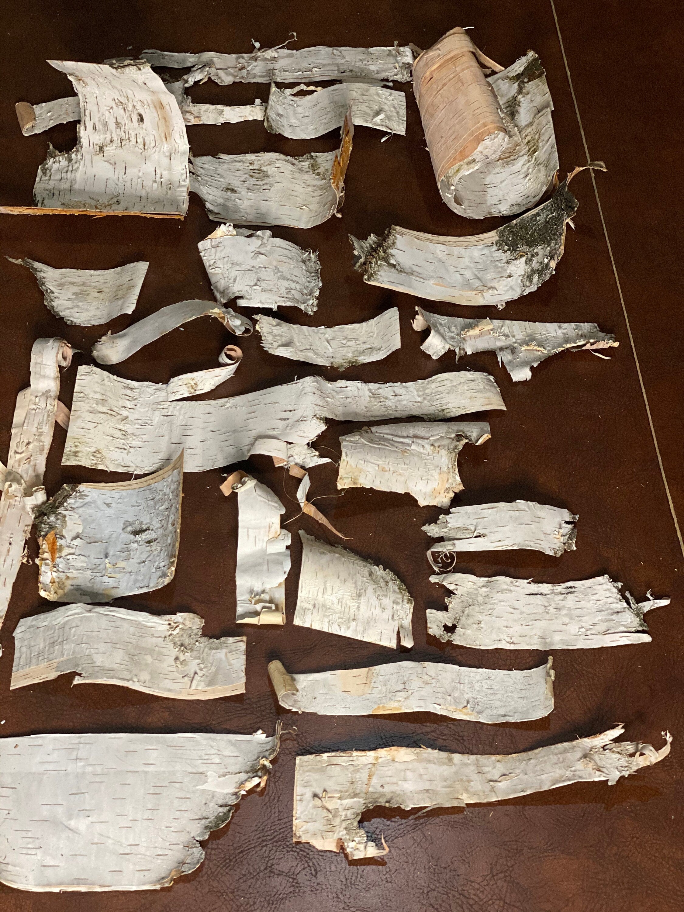 Birch Bark, 25 Assorted Pieces of White Birch Bark