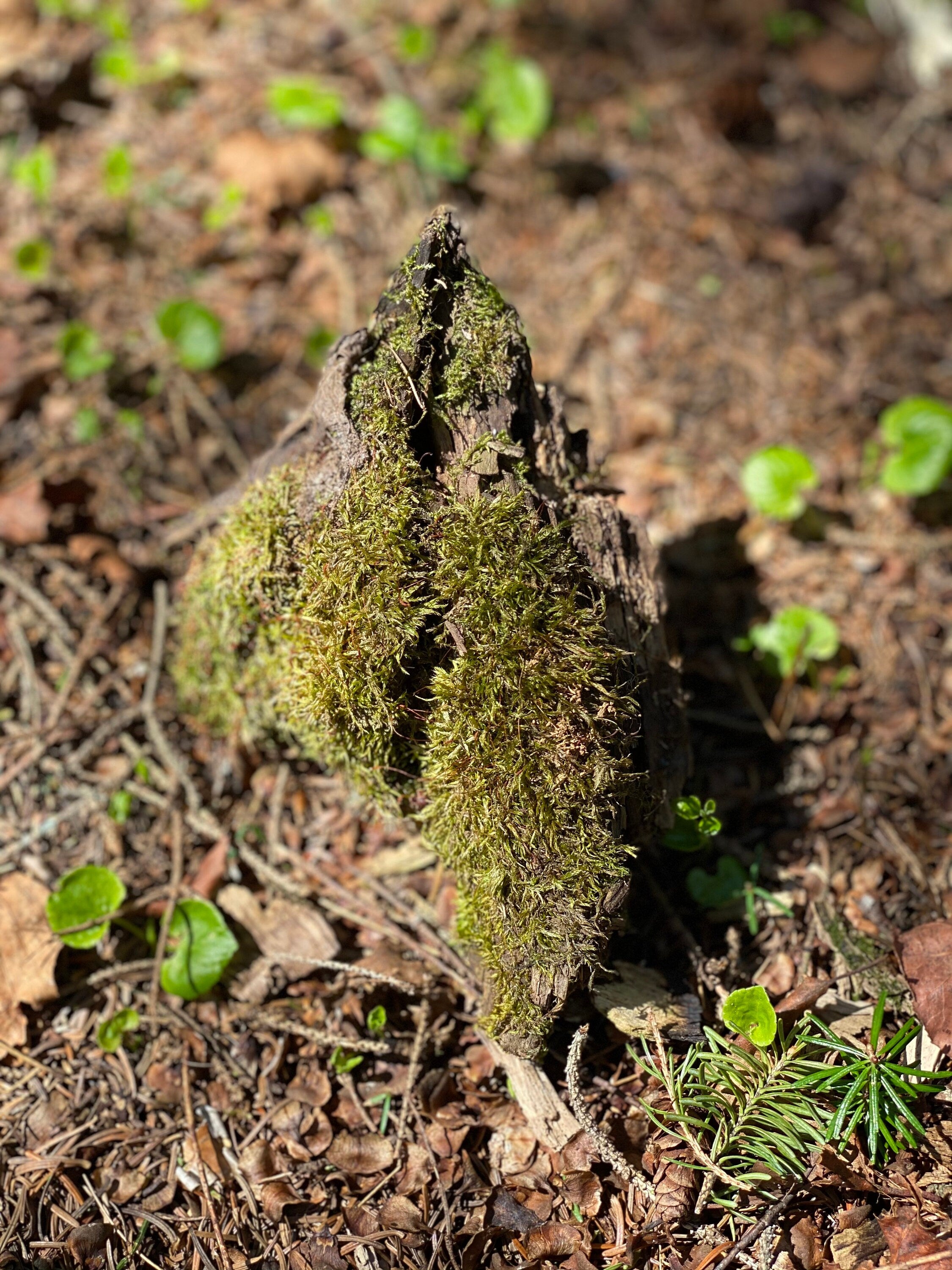 Live Moss on a Log, Mossy Log Approximately 5 Inches Long with a Width of 6 Inches and About 2 Inches High