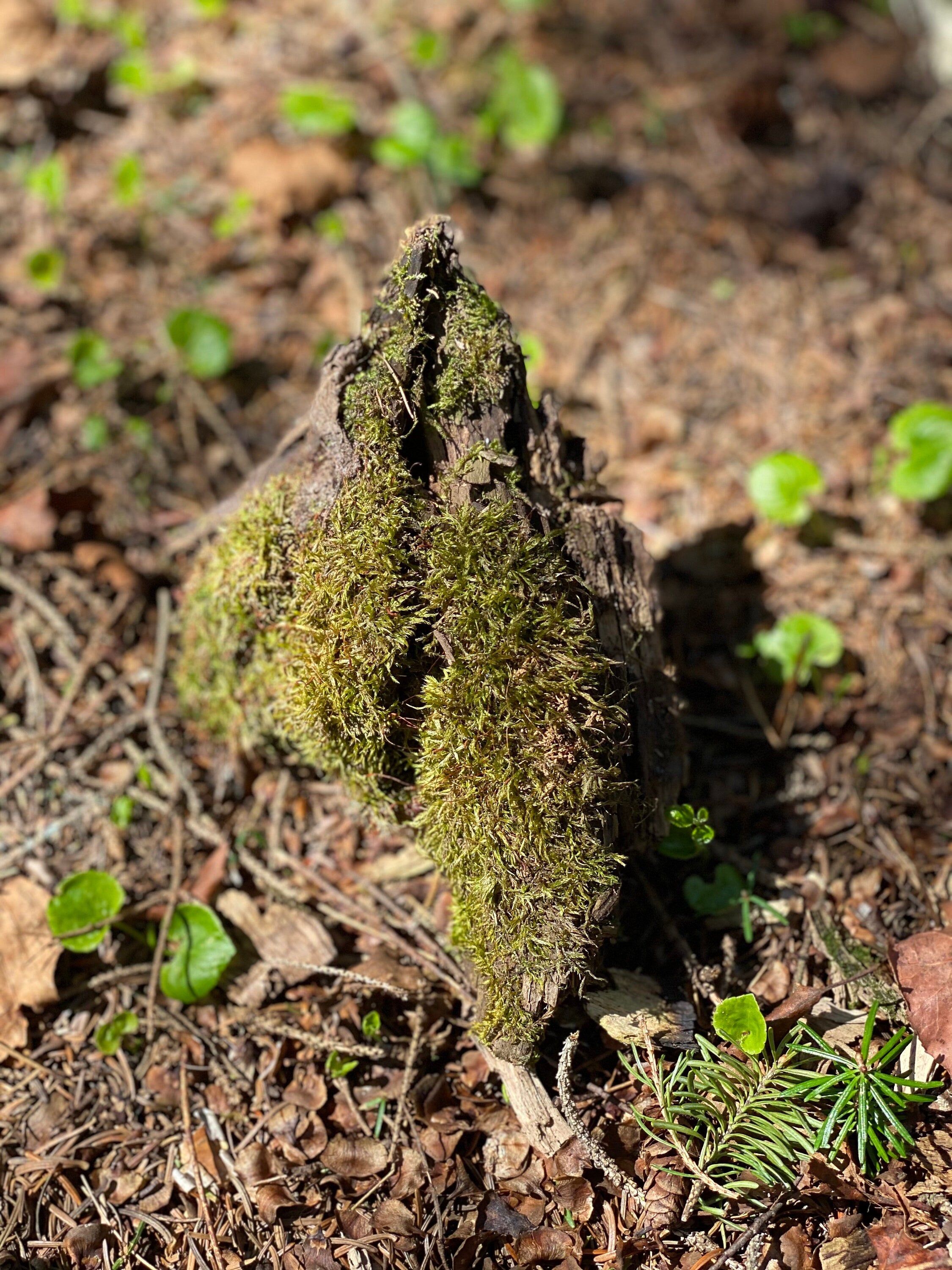 Live Moss on a Log, Mossy Log Approximately 5 Inches Long with a Width of 6 Inches and About 2 Inches High