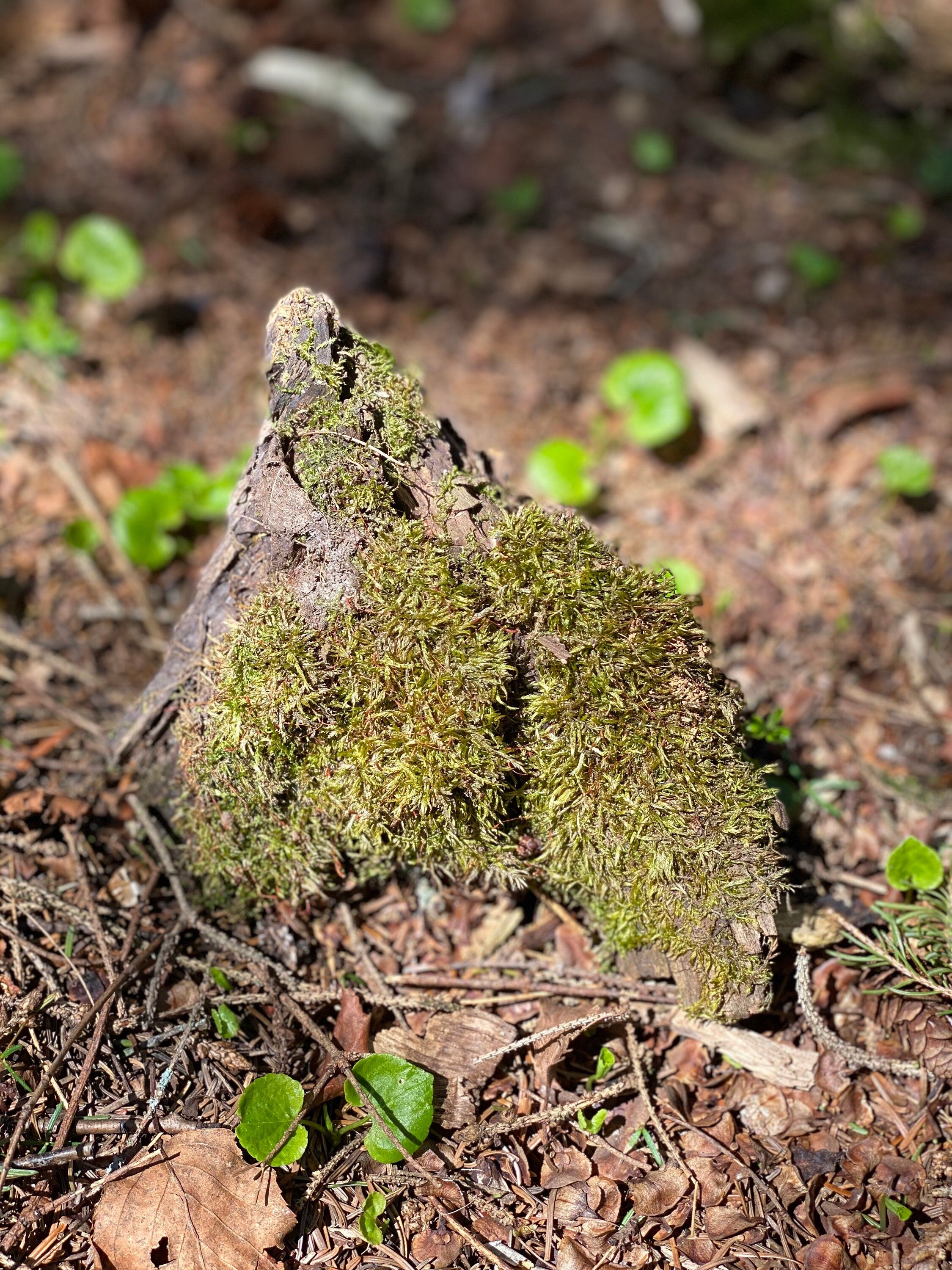 Live Moss on a Log, Mossy Log Approximately 5 Inches Long with a Width of 6 Inches and About 2 Inches High