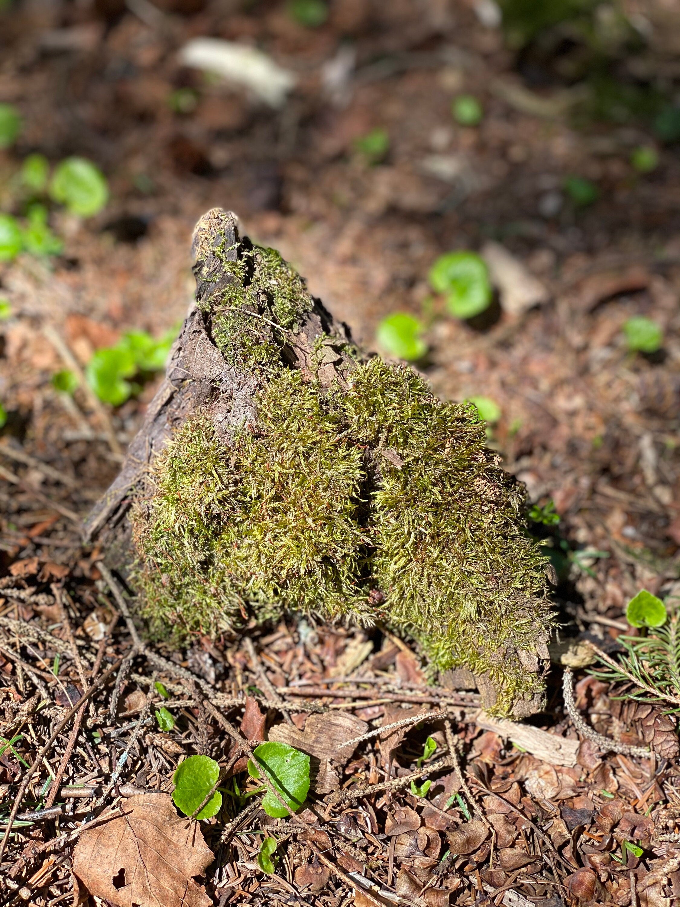 Live Moss on a Log, Mossy Log Approximately 5 Inches Long with a Width of 6 Inches and About 2 Inches High