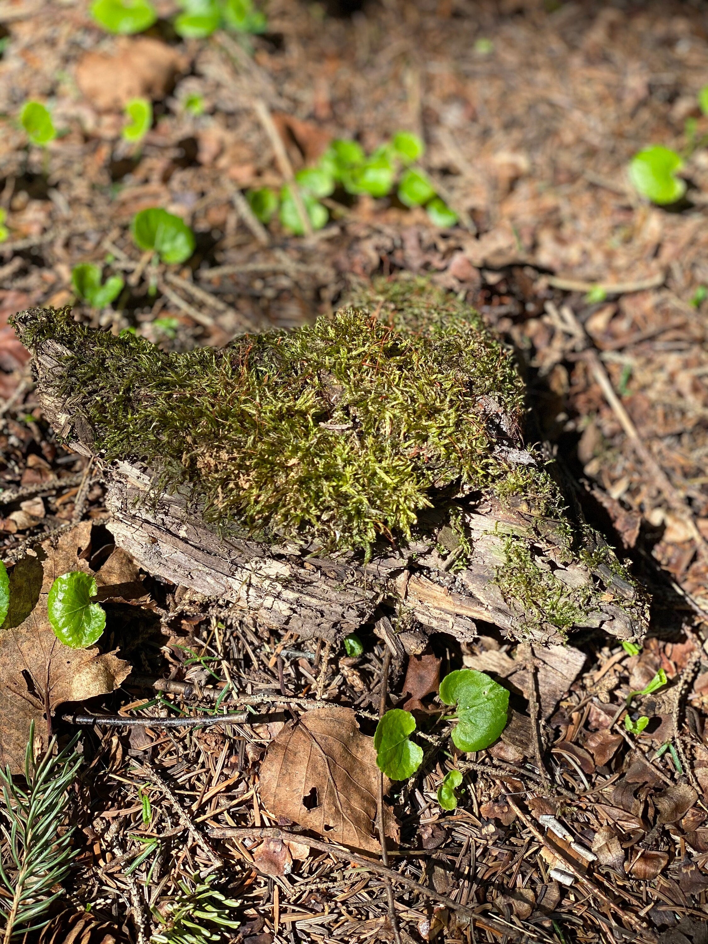 Live Moss on a Log, Mossy Log Approximately 5 Inches Long with a Width of 6 Inches and About 2 Inches High