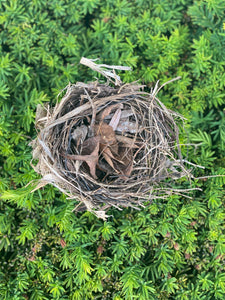 Birds Nest, Softball Size, Approximately 5 Inches Long by 5 Inches Wide and 4 Inches Tall