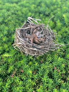 Birds Nest, Softball Size, Approximately 5 Inches Long by 5 Inches Wide and 4 Inches Tall
