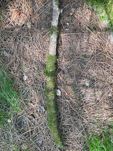 Moss Covered Log, Mossy Log, 30 Inches Long by 2 Inches Wide and 2 Inches High