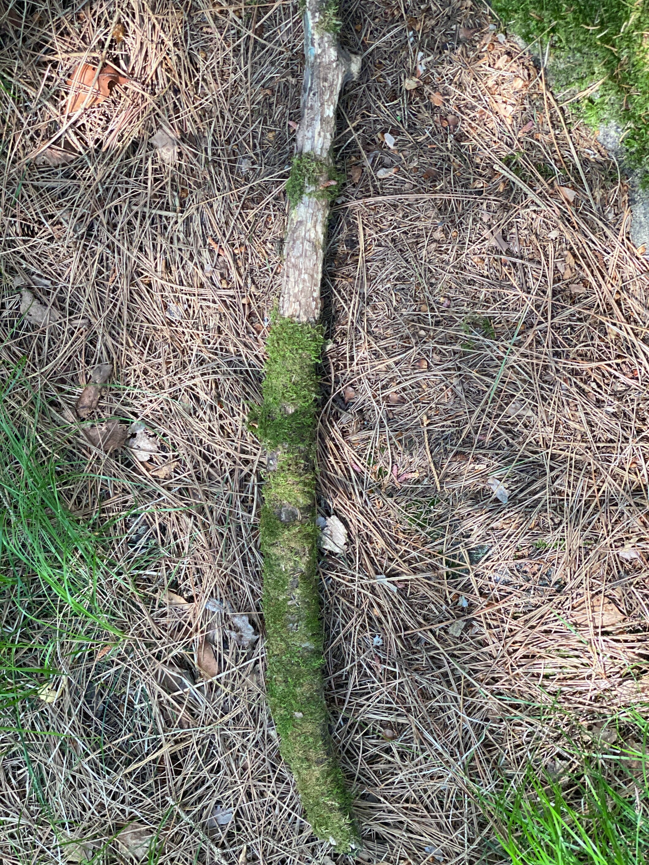 Moss Covered Log, Mossy Log, 30 Inches Long by 2 Inches Wide and 2 Inches High