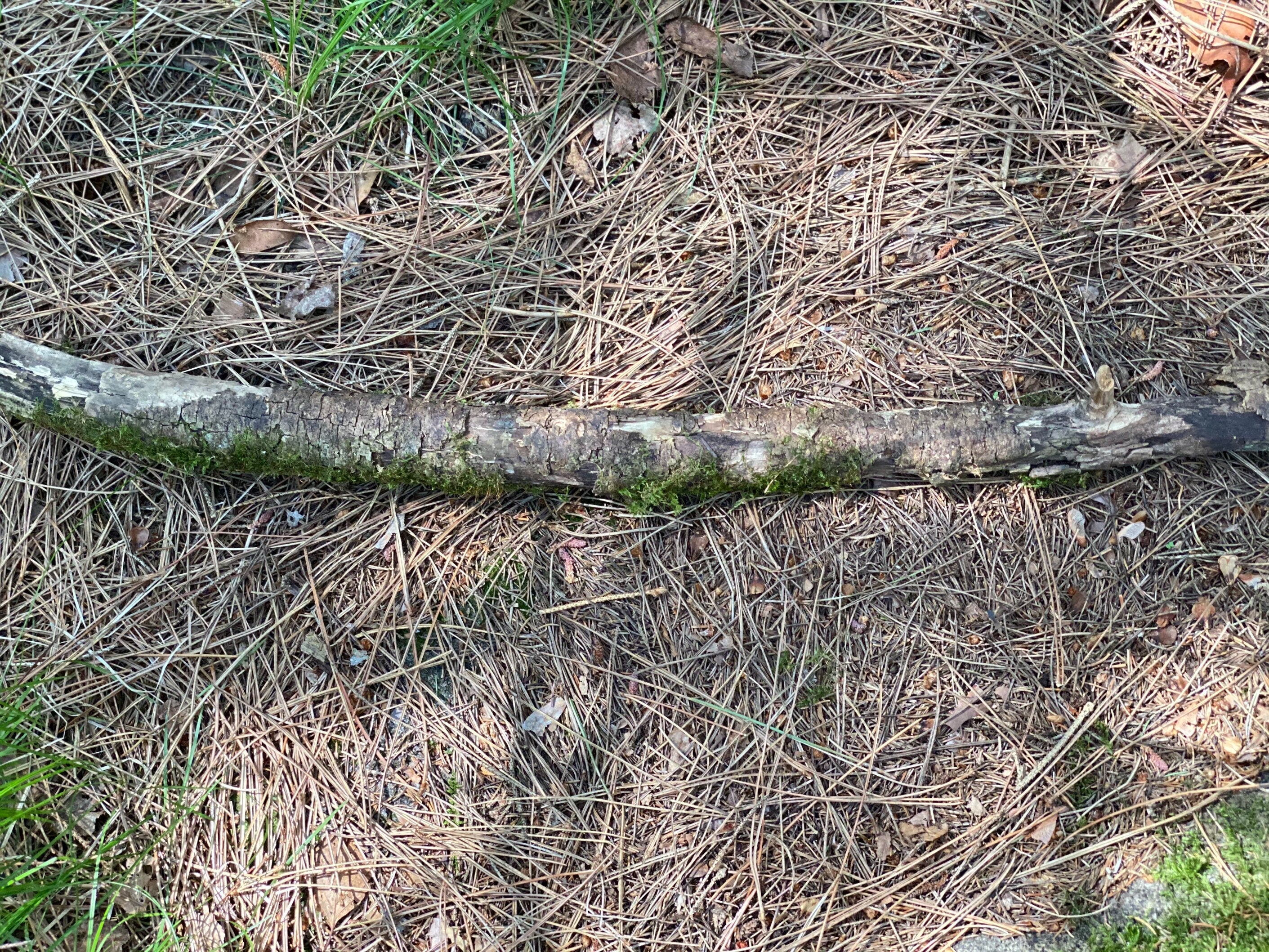 Moss Covered Log, Mossy Log, 30 Inches Long by 2 Inches Wide and 2 Inches High