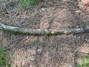 Moss Covered Log, Mossy Log, 30 Inches Long by 2 Inches Wide and 2 Inches High