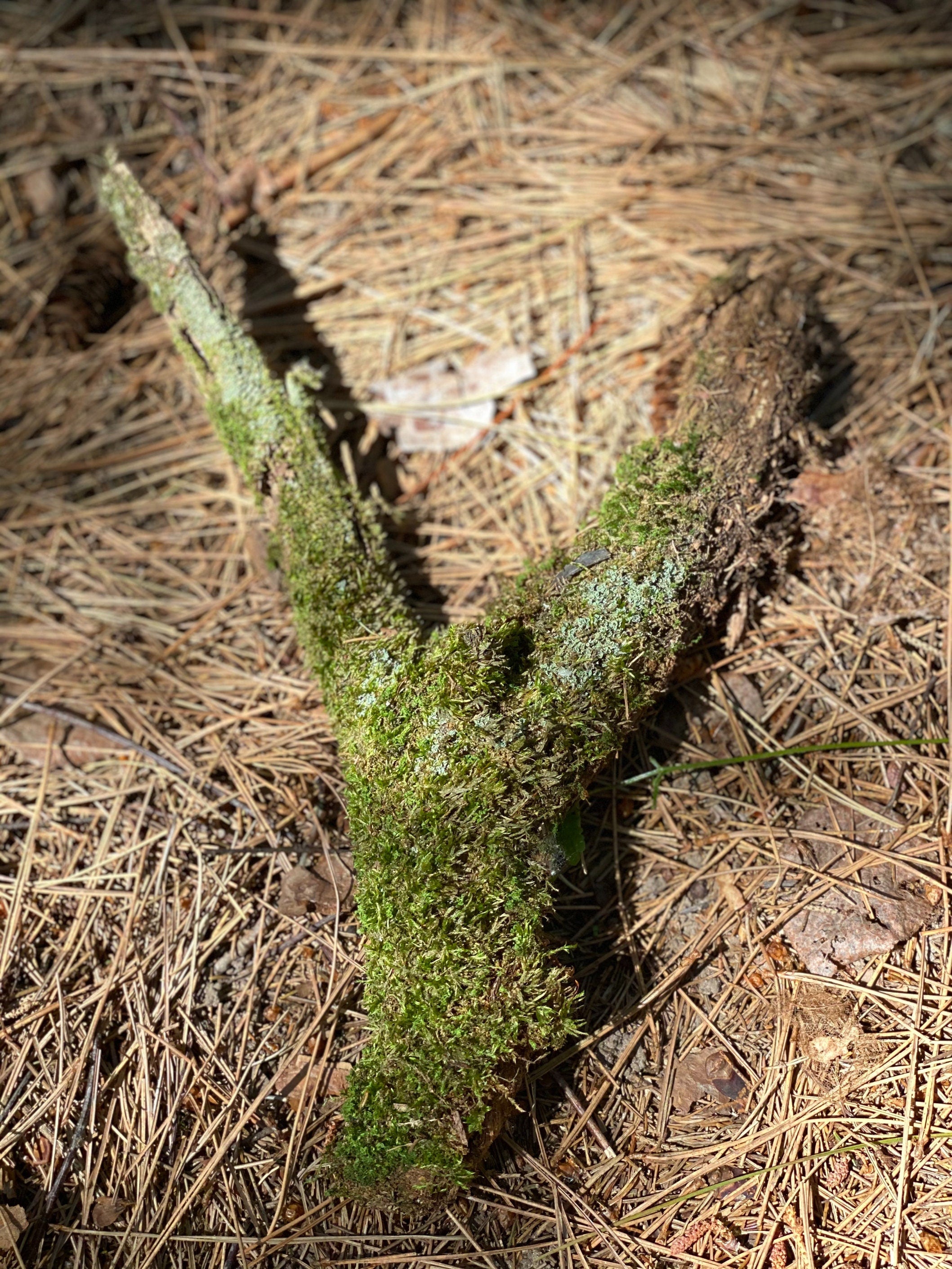 Moss Covered Log, Mossy Log, 13 Inches Long by 4 Inches Wide and 3 Inches High