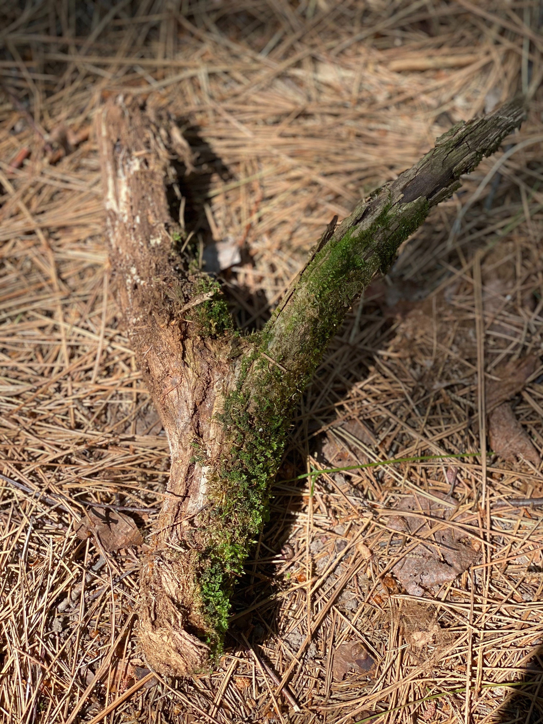 Moss Covered Log, Mossy Log, 13 Inches Long by 4 Inches Wide and 3 Inches High