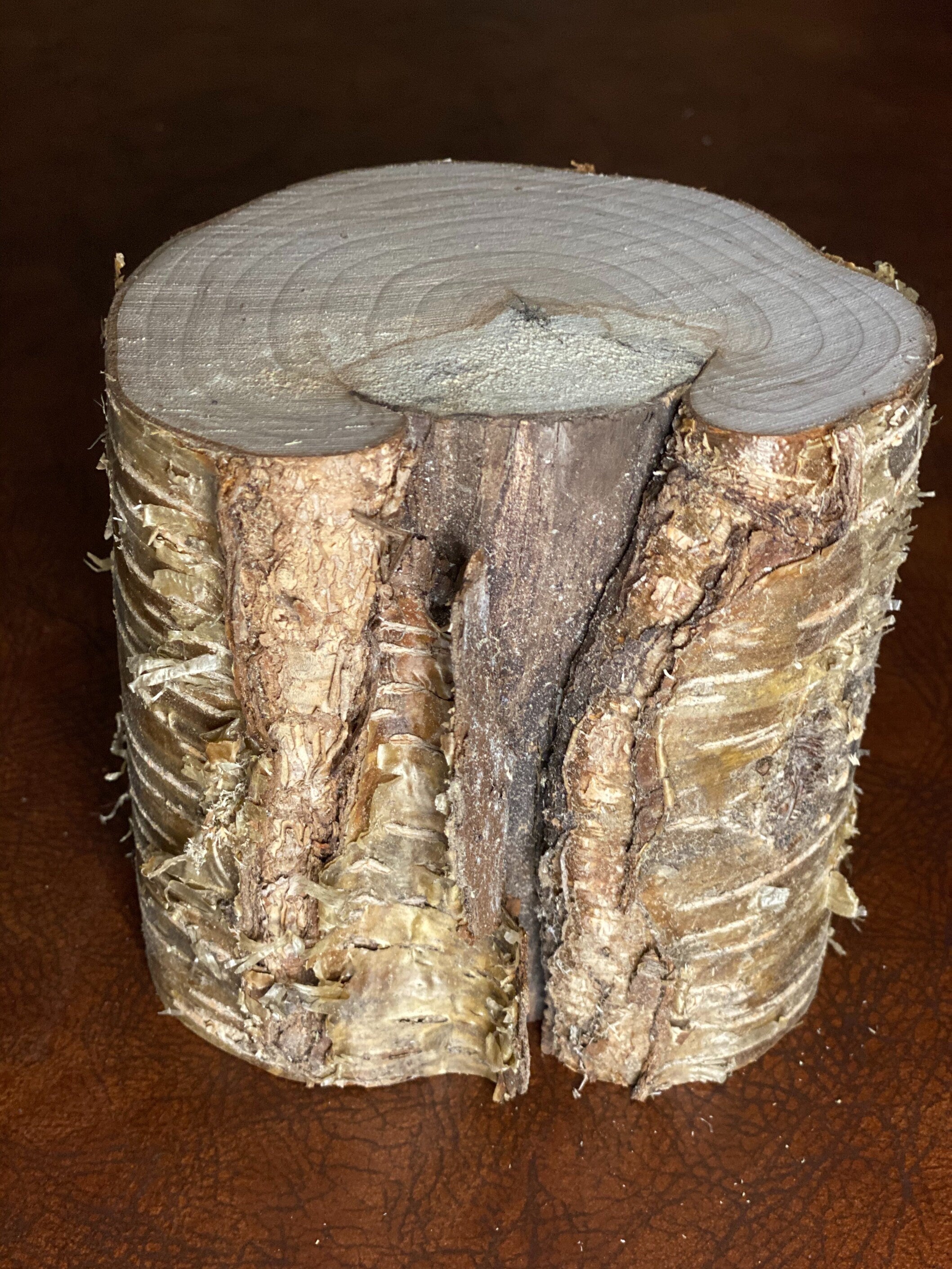 Yellow Birch Log, Golden Brown, Approximately 5 Inches Long by 5 Inches Wide and 4 Inches High