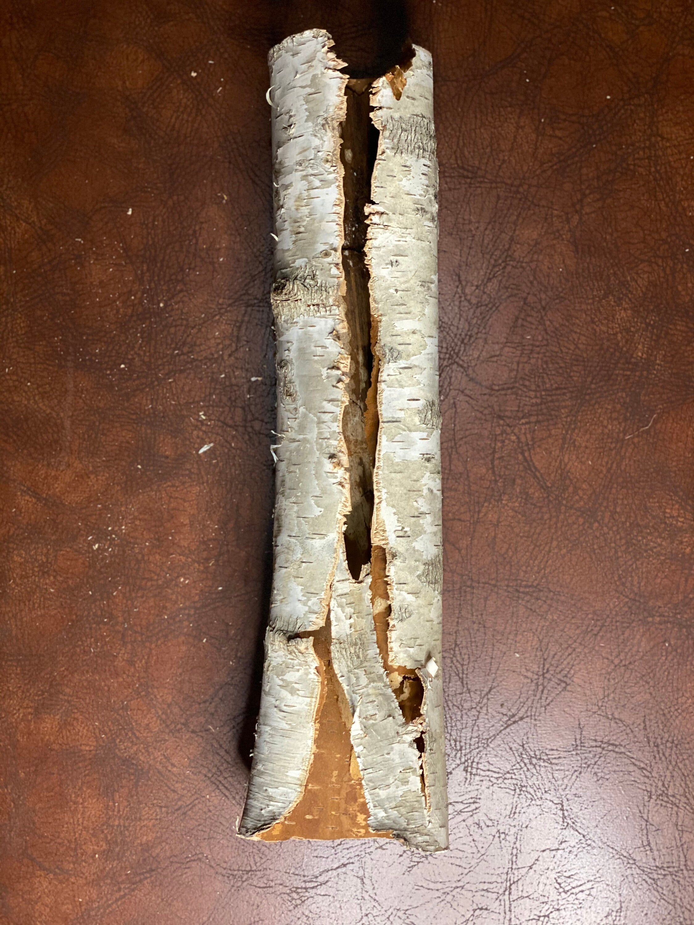 White Birch Tube, Approximately 15 Inches Long by About 4 Inches Diameter and 3 Inches High