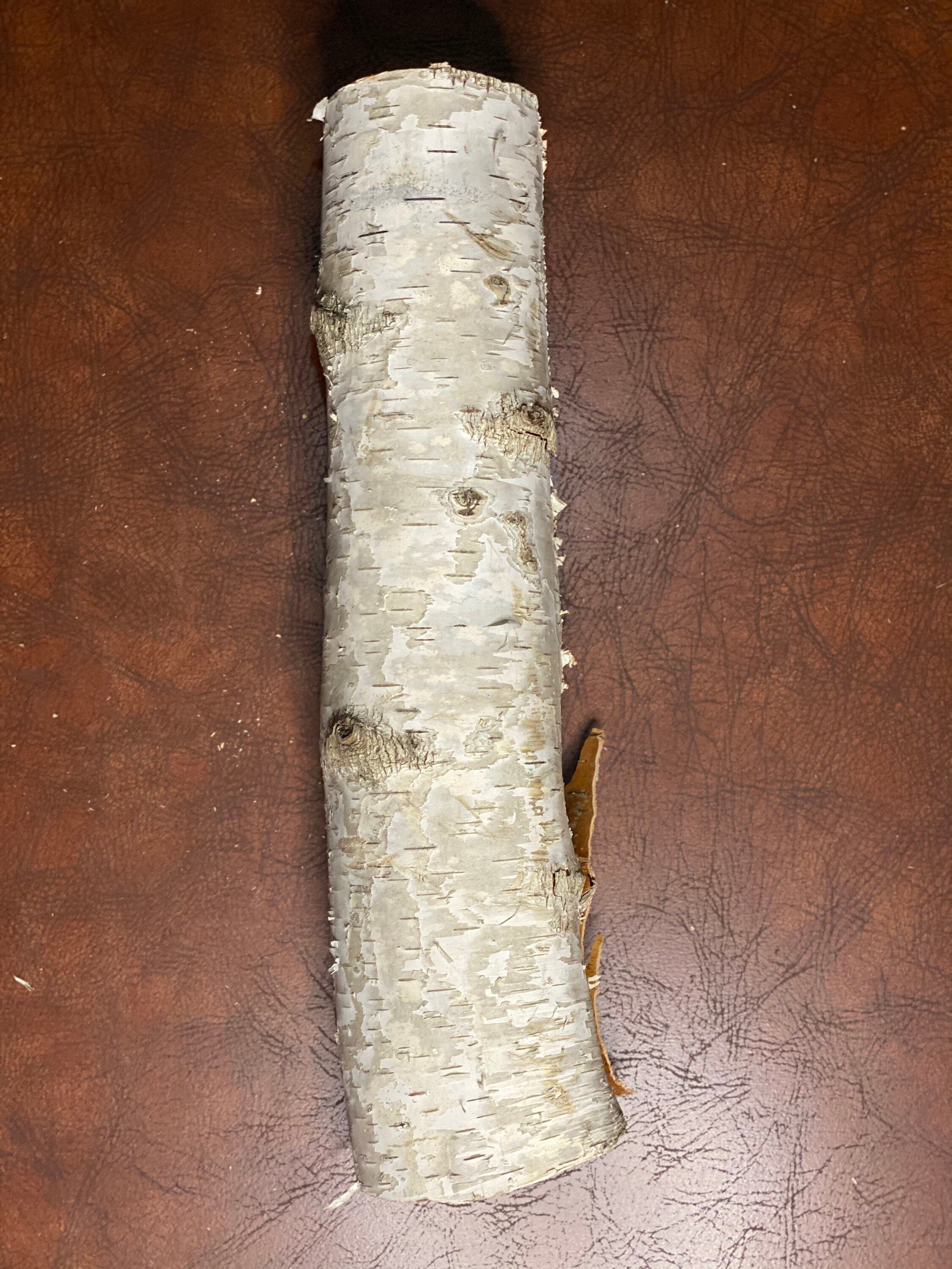 White Birch Tube, Approximately 15 Inches Long by About 4 Inches Diameter and 3 Inches High