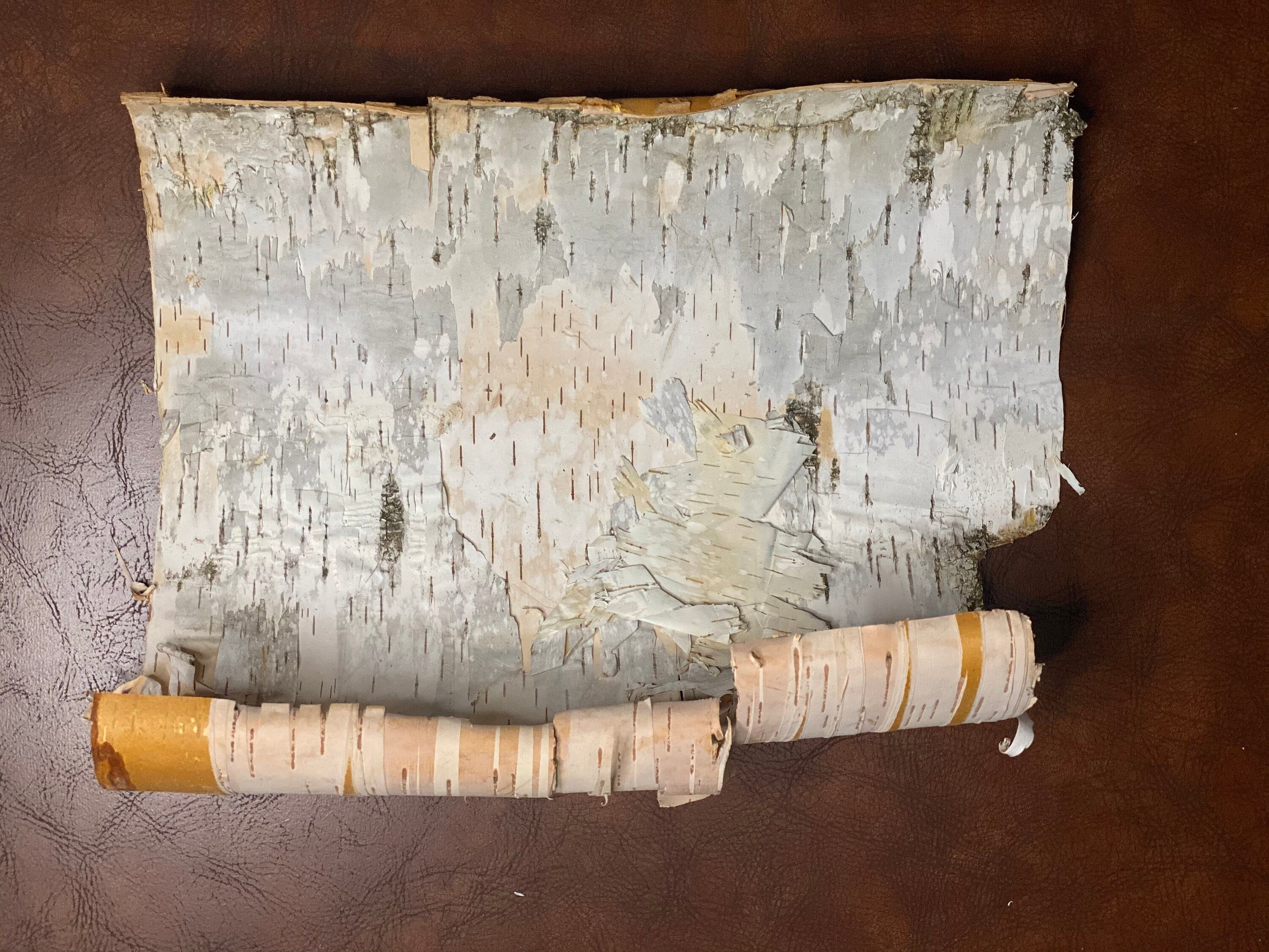 White Birch Bark, 17 Inches by 16 Inches