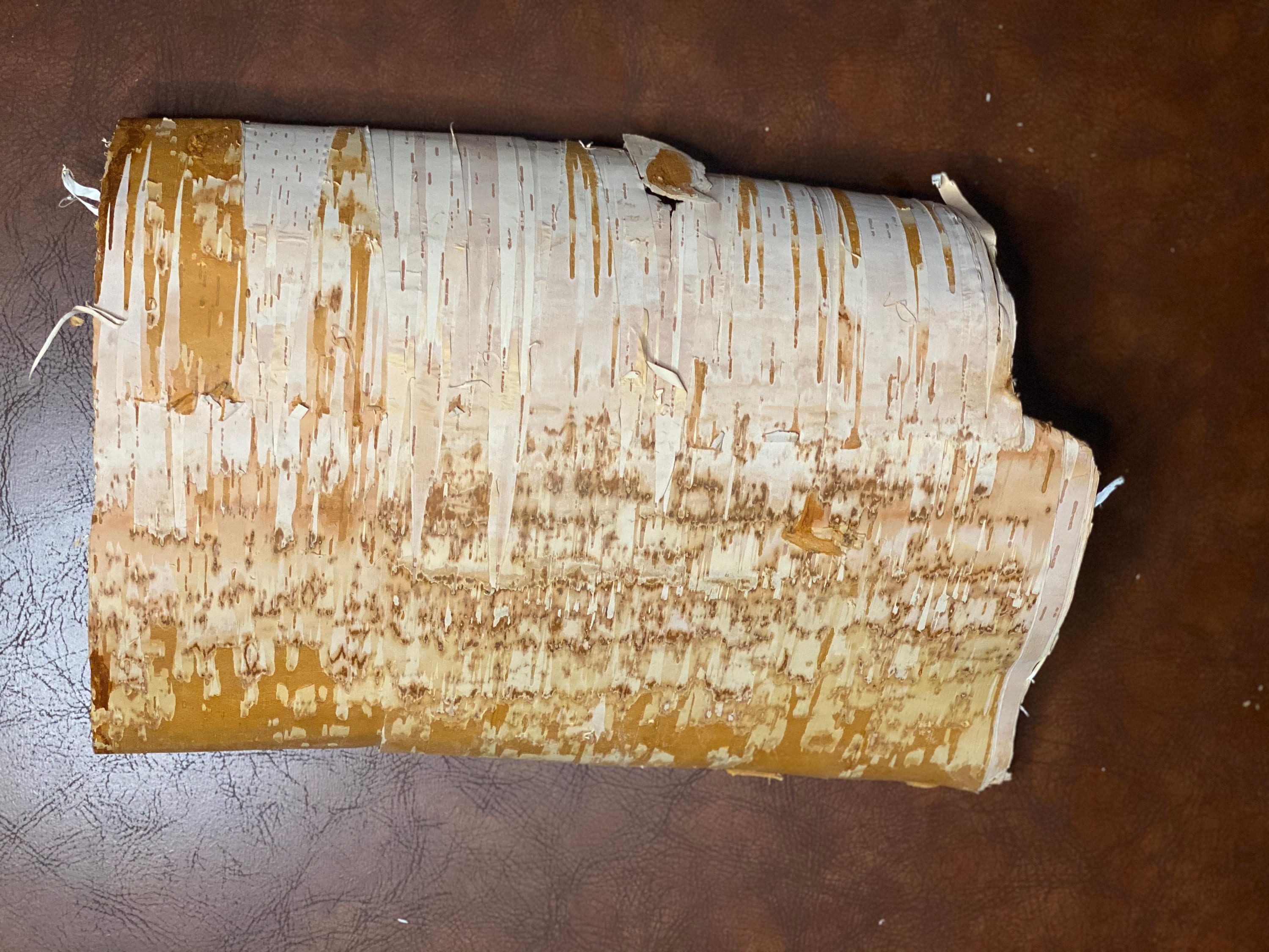 White Birch Bark, 17 Inches by 16 Inches