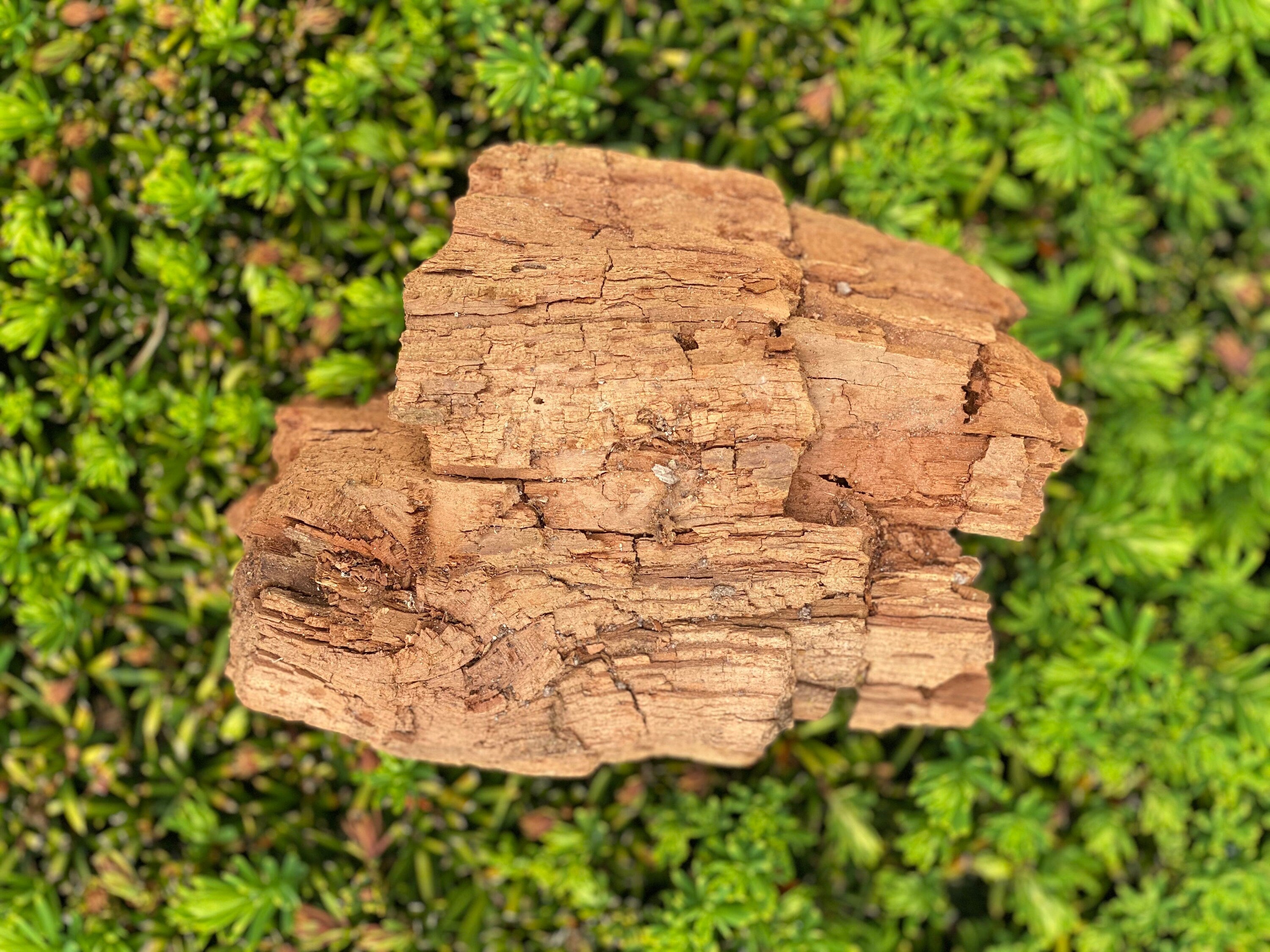 Decomposed Log, Approximately 6 Inches by 5 Inches by 3 Inches