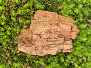 Decomposed Log, Approximately 6 Inches by 5 Inches by 3 Inches