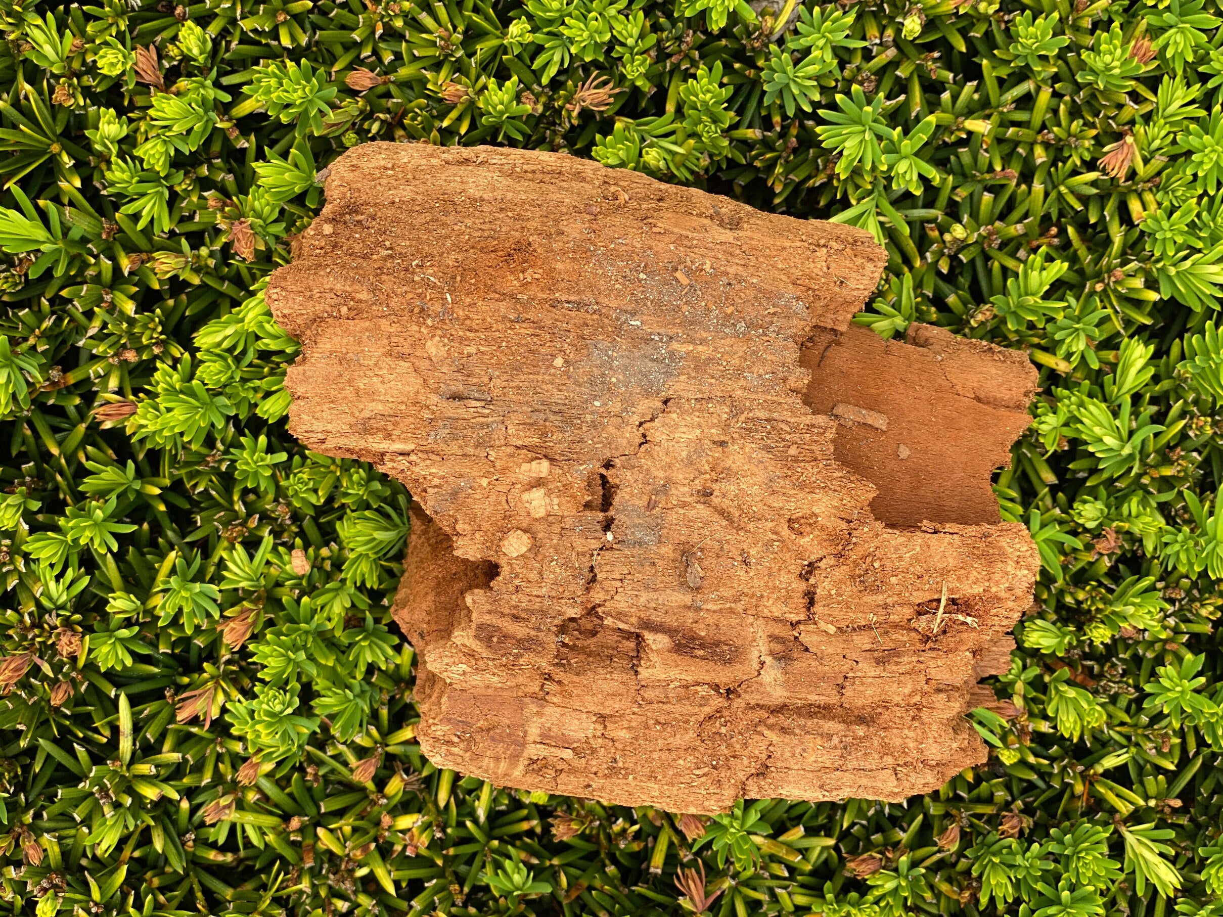 Decomposed Log, Approximately 6 Inches by 5 Inches by 3 Inches