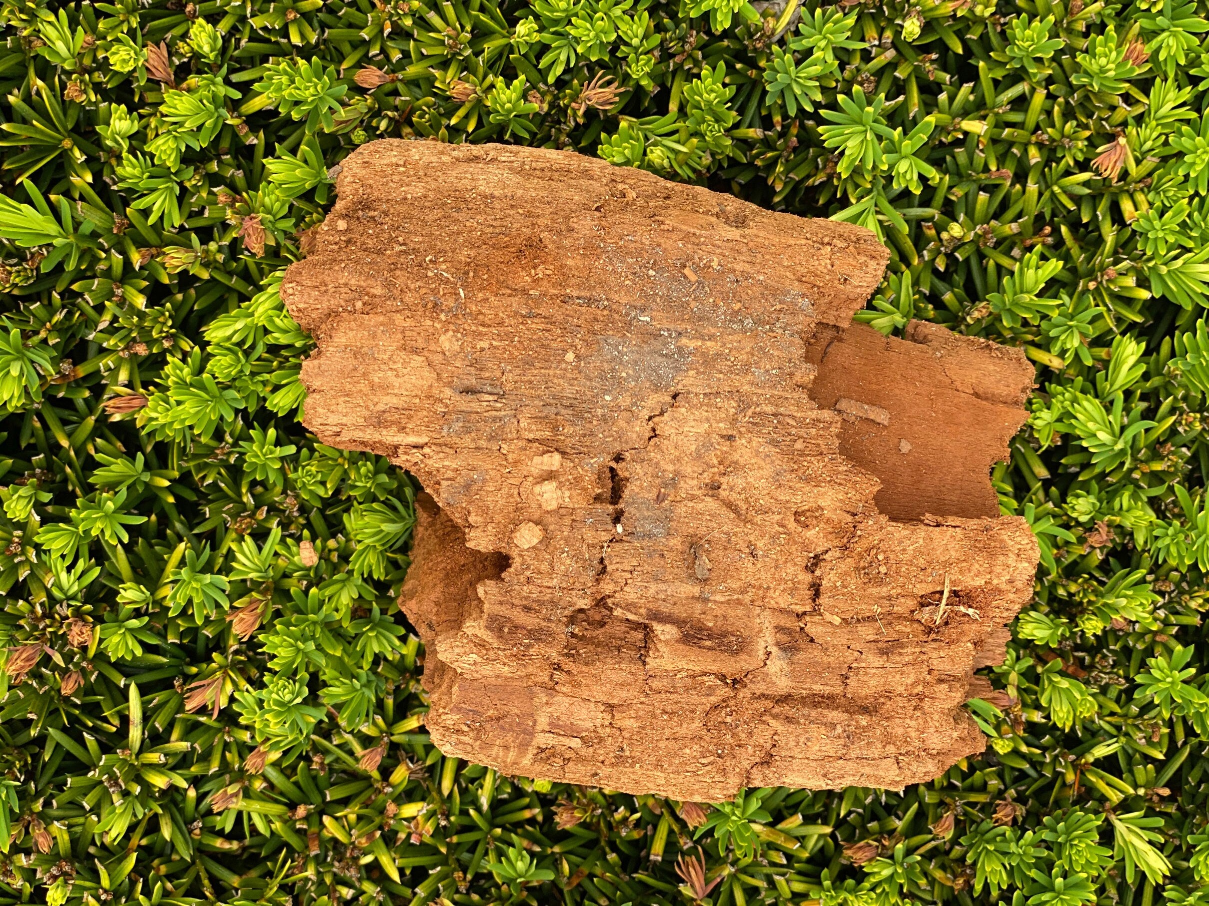 Decomposed Log, Approximately 6 Inches by 5 Inches by 3 Inches