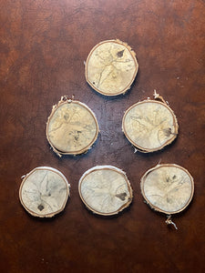 Six Lightly Spalted White Birch Slices, Approximately 4 Inches Diameter by 1/2 Inch Thick