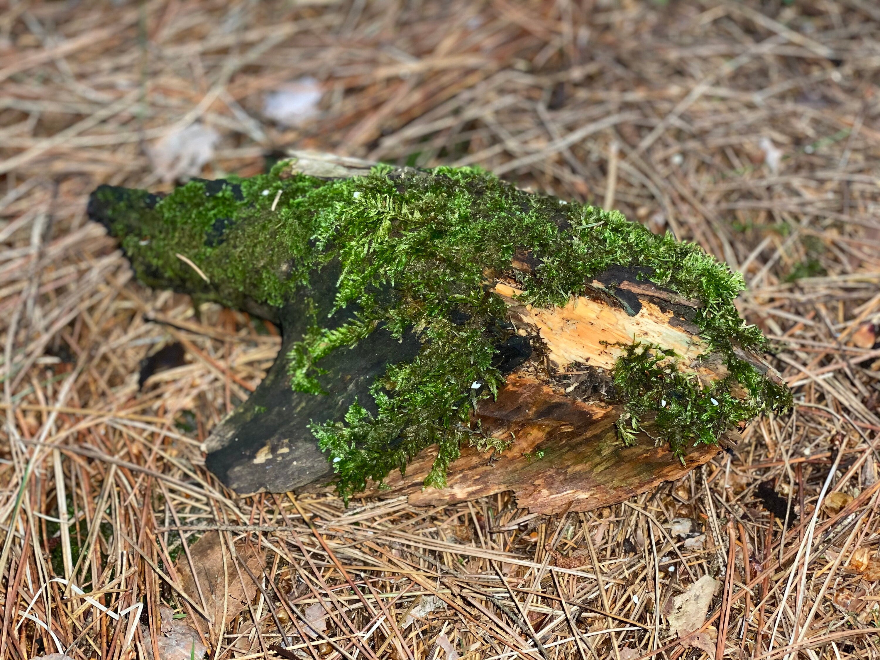 Mossy Log, Live Fresh Moss on a Log, Approximately 10 Inches Long by 5 Inches Wide by 3 Inches Tall