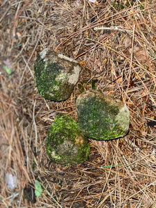 Live Moss Covered Rocks, Approximately 3 Inches in Size