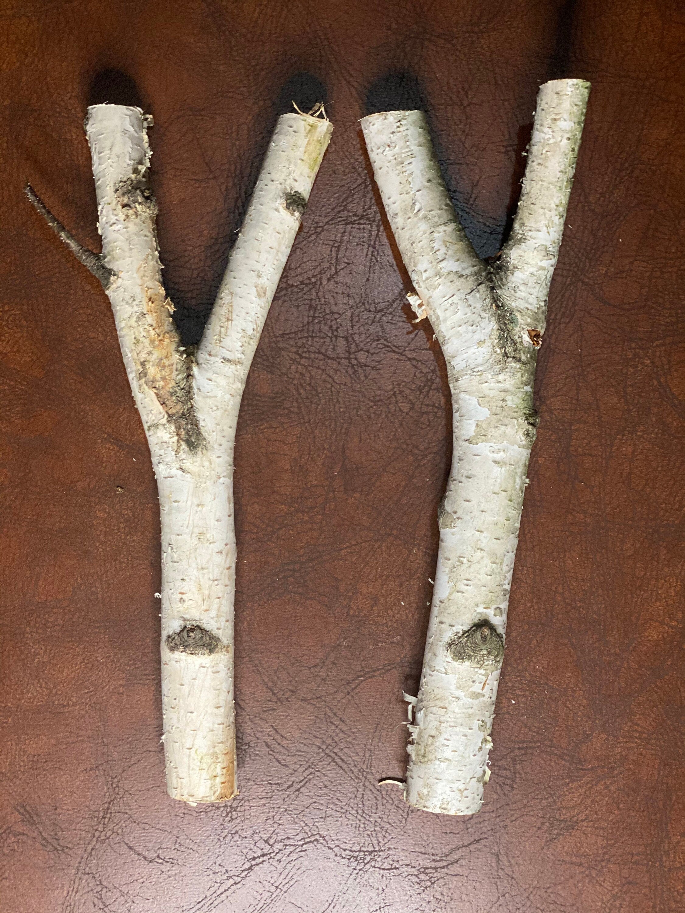 White Birch Y Shaped Logs, 2 Count, About 13 Inches Long