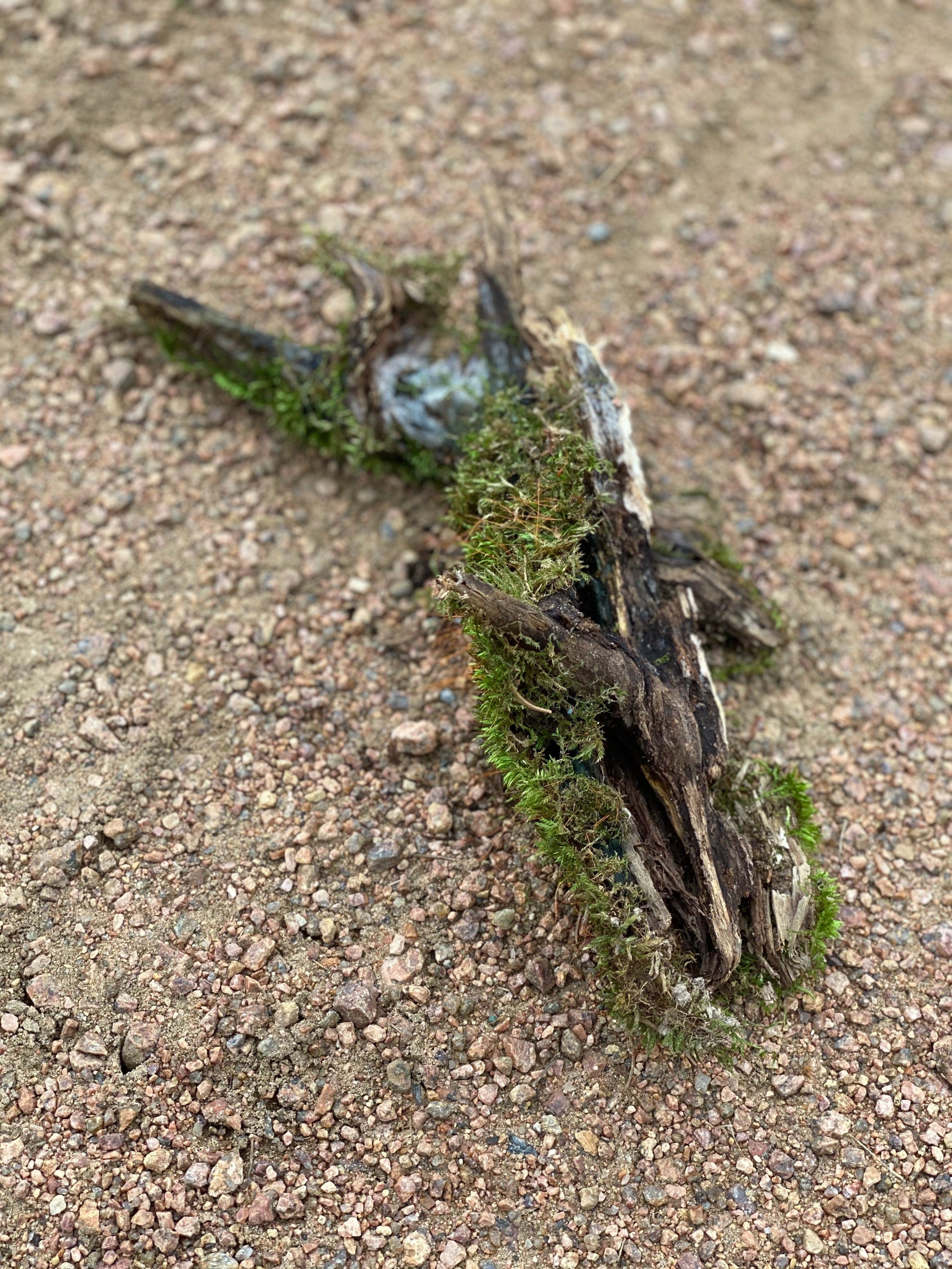 Mossy Log, Live Moss Covered Log, Approximately 10 Inches Long by 3 Inches Wide and 4 Inches Tall