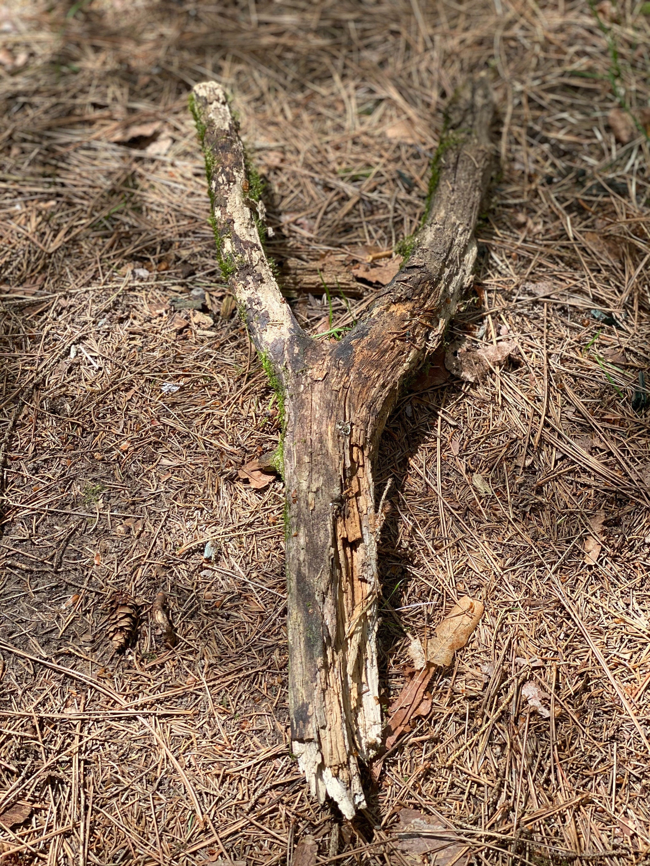 Moss Covered Y-Shaped Log, Mossy Log, 24 Inches Long by 2 Inches Wide and 1 Inch High