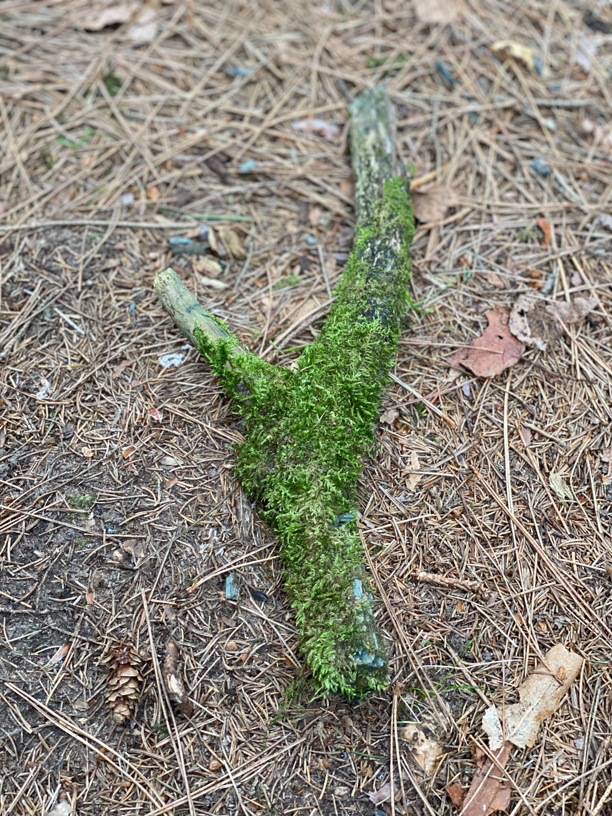 Moss Covered Log, Mossy Log, 14 Inches Long by 1 Inch Wide and 1 Inch High