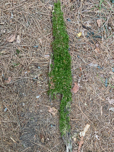 Mossy Bark, Moss Bark Approximately 25 Inches Long x 4 Inches Wide