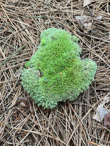 Cushion Moss, Live Green Cushion Moss Approximately 5 Inches Long by 5 Inches Wide by 1 Inch High