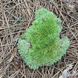 Cushion Moss, Live Green Cushion Moss Approximately 5 Inches Long by 5 Inches Wide by 1 Inch High