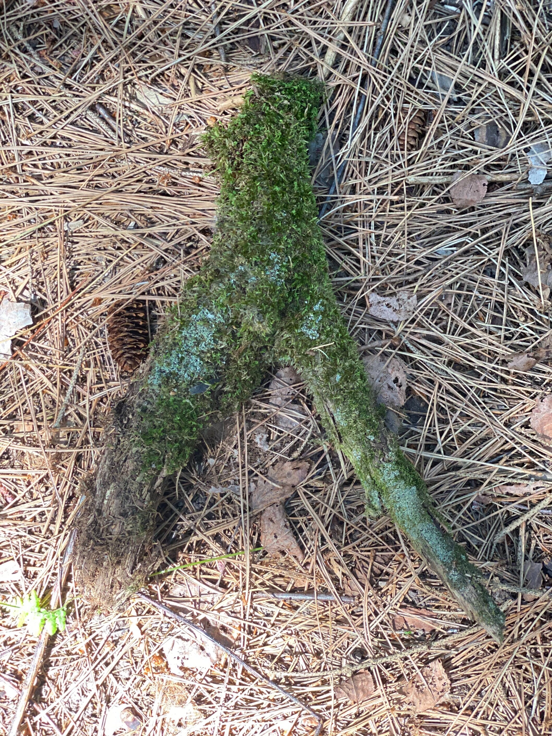 Moss Covered Log, Mossy Log, 13 Inches Long by 4 Inches Wide and 3 Inches High
