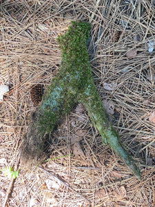 Moss Covered Log, Mossy Log, 13 Inches Long by 4 Inches Wide and 3 Inches High